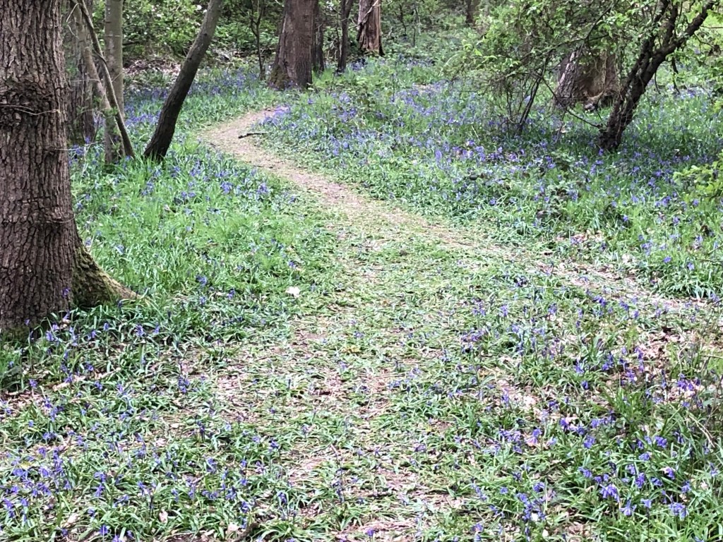 Bluebells growing in the field